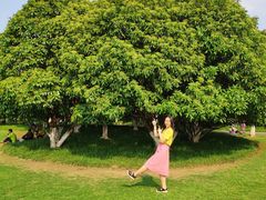 -青枫公园