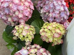 -金陵花卉交易市场
