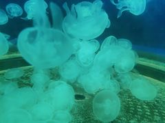 -顺德南宏海立方海洋公园