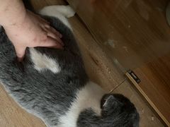 -天宠宠物医院24小时·急重症诊疗中心·全科·腔镜特色(和平分院)