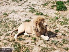 -新疆天山野生动物园