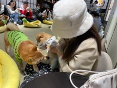 -逗柴咖啡屋·狗咖猫咖宠物桌游