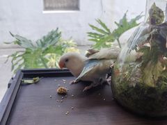 -吉丁鸟咖·异宠·寄养