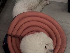 -爱妮康宠物医院·干细胞免疫细胞·肿瘤·心脏(张江店)