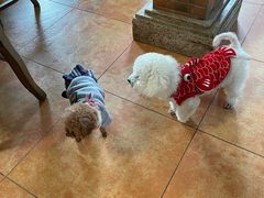 -more than meow吴止猫主题餐厅(承德 中船汇店)