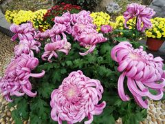 -菊花台公园