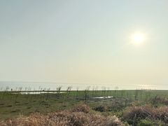 -合肥滨湖国家森林公园