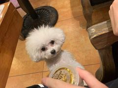 -more than meow吴止猫主题餐厅(承德 中船汇店)