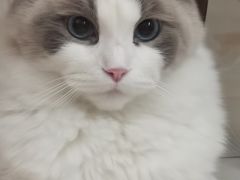 -瑞派动物医院·猫专科·至诚(江南中分院)