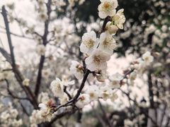 -玉树公园