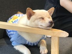 -南京Hallo宠物乐园·哈罗犬舍·柴犬繁育基地