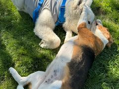 -爪吧宠物乐园 (温榆河示范区店)