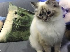 -喵的天空名猫咖啡馆·撸猫·猫舍·用品