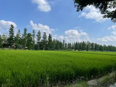 -广富林郊野公园