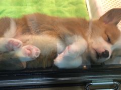 -星巴克(古美路店)