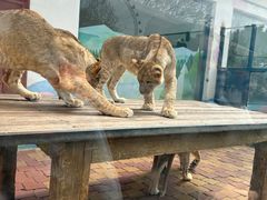 -大连森林动物园