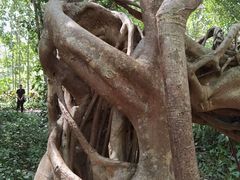 -中国科学院西双版纳热带植物园