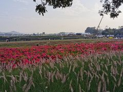 -光明小镇欢乐田园