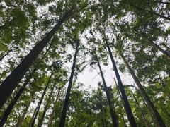 -武陵山森林公园