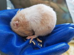 -怪兽屋·羊驼·猫咖·狗咖(俊华广场店)