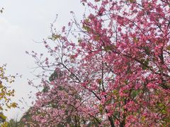 -火炉山森林公园