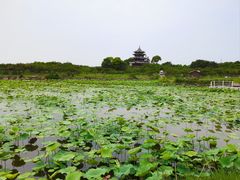 -上海海湾国家森林公园