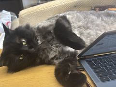 -爱妮康宠物医院·干细胞免疫细胞·肿瘤·心脏(张江店)