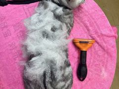 -熊小胖宠物生活馆(天华园店)