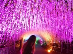 -大塘金香草谷