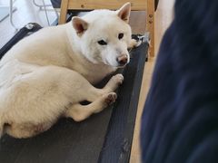 -南京Hallo宠物乐园·哈罗犬舍·柴犬繁育基地
