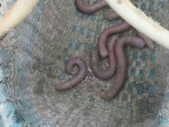 -北海金海湾红树林生态旅游区