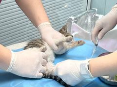 -纳吉亚猫专科动物诊疗中心(蒋宅口分院)