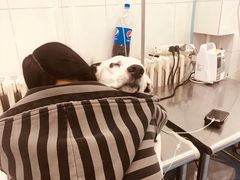 -北京赛佳动物医院