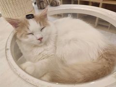 -猫域·湾主题猫咖·宠物吧(南坪城市广场店)