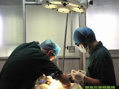 -御宝贝24h宠物医院·转诊中心·CT核磁血透中心(厦门总院)