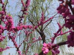 青龙寺博物馆-西安青龙寺遗址景区