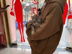 -喵百万·布偶·蓝金金渐层英短·猫舍(百子湾店)