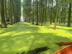 -渌洋湖湿地公园