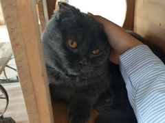 -猫的茶·猫咖