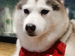 -Husky Go! 哈士奇体验馆·宠物咖啡厅狗咖