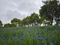-春花秋色城市公园
