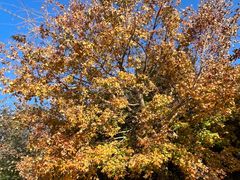 -北京西山国家森林公园