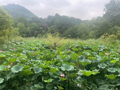 -西湖风景区-江洋畈生态公园