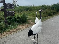 -盐城丹顶鹤湿地生态旅游区