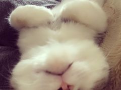 -Bastet sally猫舍购宠(静安店)