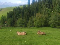 -新疆那拉提国家旅游度假区