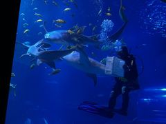 -太平洋海底世界