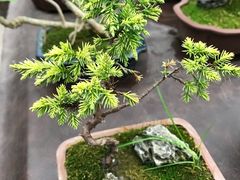 -龙大花卉苗木市场