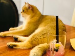 -猫小院猫主题餐厅(三里屯店)