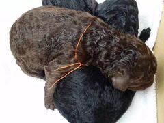 -Oh My Dog宠物沙龙(伊珊娜皮毛护理店)